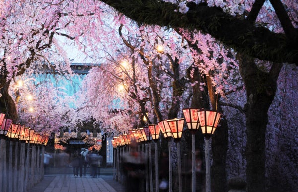 ★3/31 催行決定★【横浜発】春の花見散策!三嶋大社桜と身延山しだれ桜を鑑賞♪~嬉しいお弁当付きツアー1